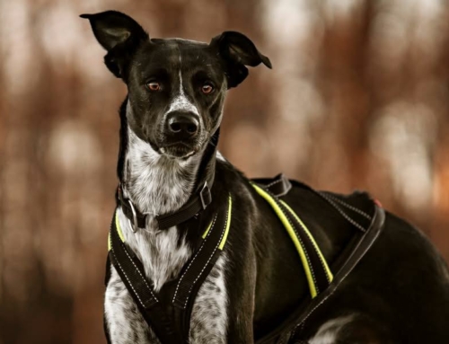 Was der Traingsherbst so alles zu bieten hat…