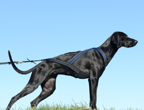 Alles im Fluß – dein Flowerlebnis im Zughundesport