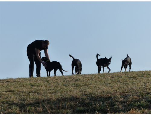 Wie und wann beginnt man mit Zughundesport?